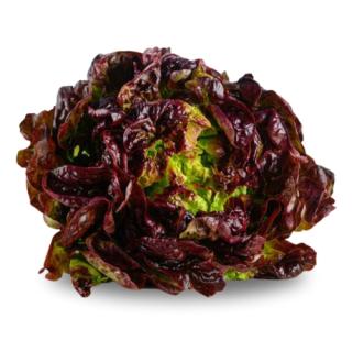 Salat Batavia rot
