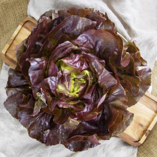 Kopfsalat, eigener Anbau
