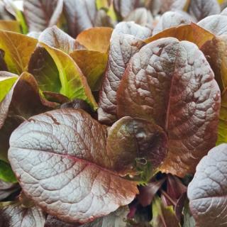 Feldsalat rot, eigener Anbau