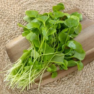 Postelein, eigener Anbau