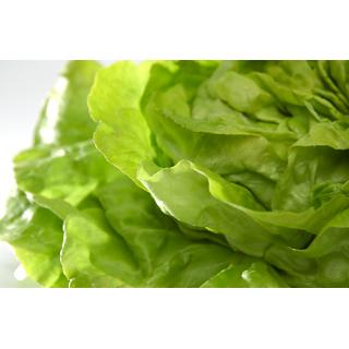 Kopfsalat grün